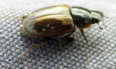 Melinopterus prodromus