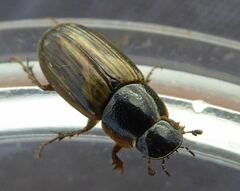 Melinopterus prodromus