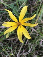 Bidens aristosa