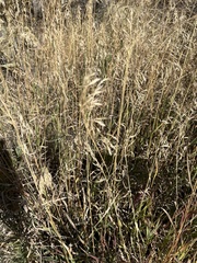 Bromus tectorum