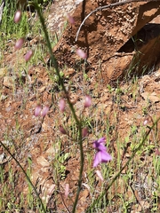 Arthropodium strictum