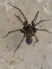 Tegenaria domestica