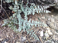 Pellaea truncata
