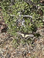 Papilio polyxenes rudkini