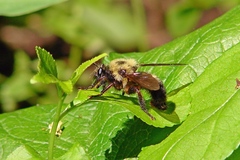 Laphria thoracica