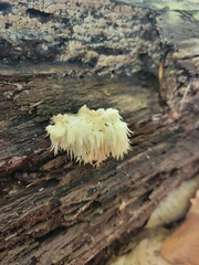 Hericium
