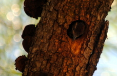 Dryobates spilogaster