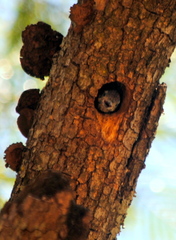 Dryobates spilogaster