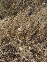 Artemisia ludoviciana