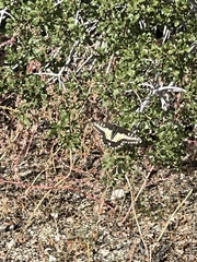 Papilio polyxenes rudkini