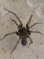Tegenaria domestica