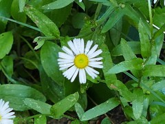 Erigeron arizonicus