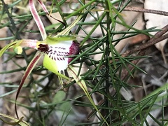 Caladenia tentaculata