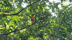 Pericrocotus speciosus
