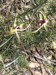 Caladenia tentaculata