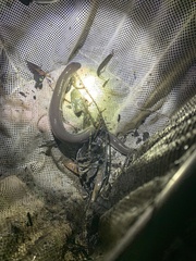 Amphiuma tridactylum