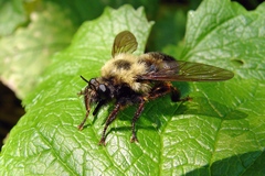 Laphria thoracica