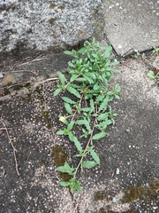 Oenothera laciniata
