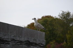 Larus argentatus