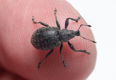 Liophloeus tessulatus