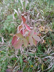 Rubus occidentalis