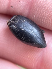 Tenebrionidae