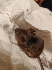 Apodemus sylvaticus