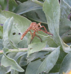 Diogmites angustipennis