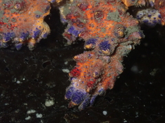 Echidnocerus cibarius