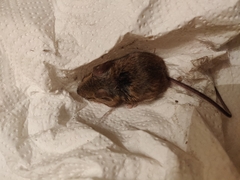 Apodemus sylvaticus