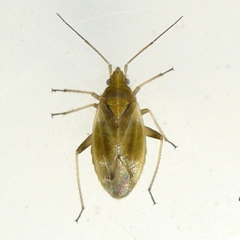 Amblytylus nasutus