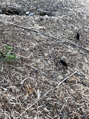 Coelocnemis dilaticollis