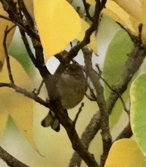 Setophaga coronata