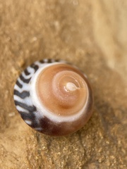 Bembicium nanum