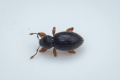 Barypeithes pellucidus