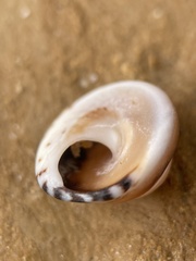 Bembicium nanum