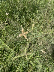 Dactyloctenium aegyptium