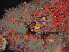 Echidnocerus cibarius