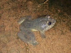 Limnonectes kuhlii