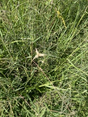 Dactyloctenium aegyptium