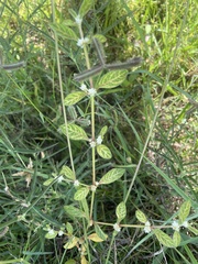 Alternanthera sessilis