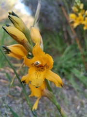 Chloraea gavilu