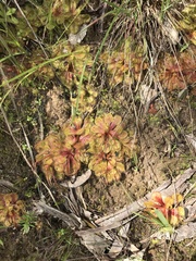 Drosera whittakeri