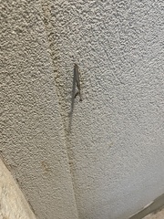 Stagmomantis carolina