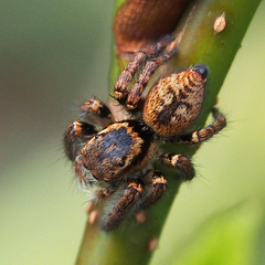 Carrhotus xanthogramma