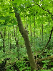 Cladrastis kentukea