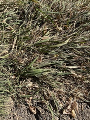 Agrostis stolonifera