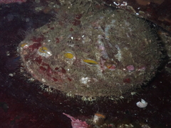 Haliotis kamtschatkana