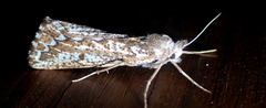 Compsoptera jourdanaria