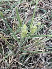 Cenchrus spinifex